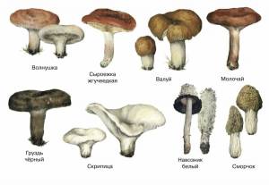 Раскраска съедобные грибы #5 #516002