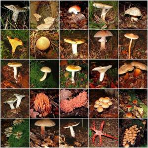 Раскраска съедобные грибы #9 #516006