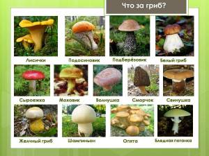 Раскраска съедобные грибы #11 #516008
