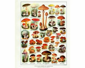 Раскраска съедобные грибы #12 #516009