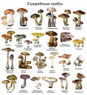 Раскраска съедобные грибы #13 #516010