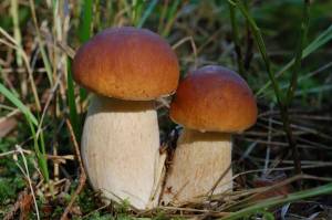 Раскраска съедобные грибы #14 #516011