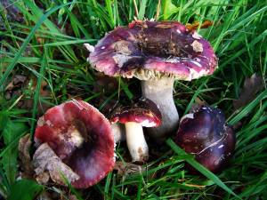 Раскраска съедобные грибы #15 #516012