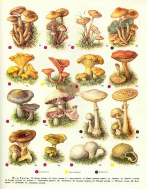 Раскраска съедобные грибы #19 #516016
