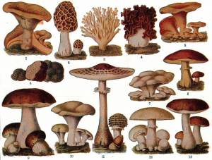 Раскраска съедобные грибы #20 #516017