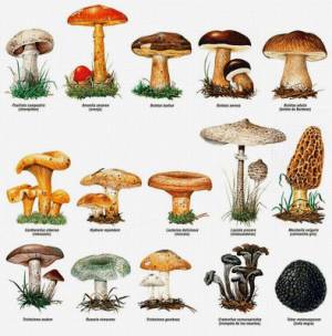 Раскраска съедобные грибы #21 #516018