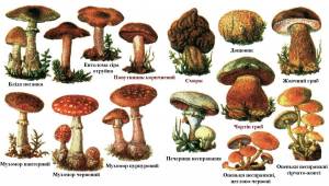 Раскраска съедобные грибы #22 #516019