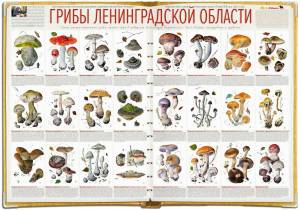 Раскраска съедобные грибы #23 #516020