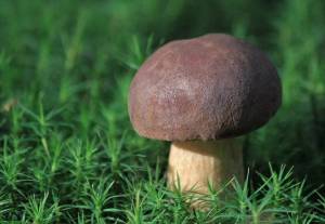 Раскраска съедобные грибы #25 #516022