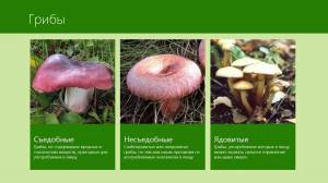 Раскраска съедобные грибы #26 #516023