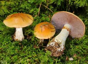 Раскраска съедобные грибы #28 #516025