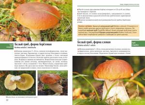 Раскраска съедобные грибы #30 #516027