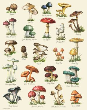 Раскраска съедобные грибы #31 #516028