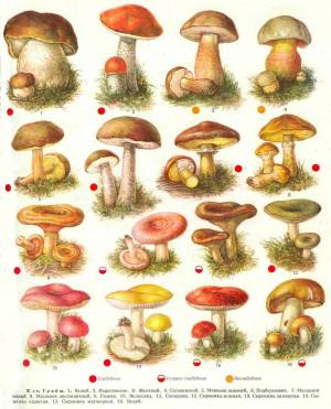 Раскраска съедобные грибы #34 #516031