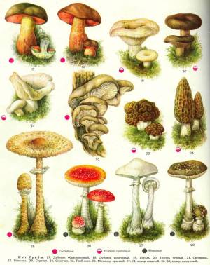Раскраска съедобные грибы #36 #516033