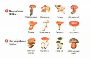 Раскраска съедобные грибы #38 #516035