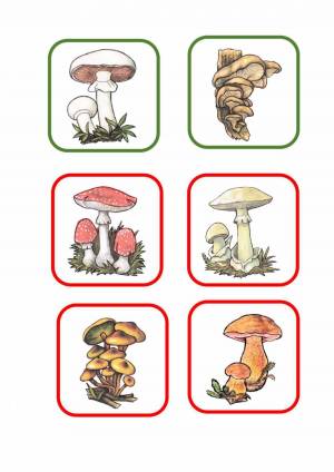 Раскраска съедобные и несъедобные грибы для детей #28 #516063
