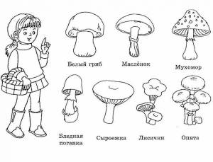 Раскраска съедобные и несъедобные грибы для детей #30 #516065