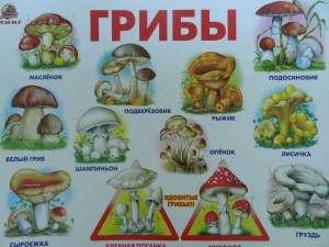 Раскраска съедобные и несъедобные грибы для детей #37 #516072