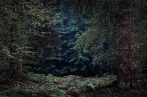 Раскраска таинственный лес #4 #517143