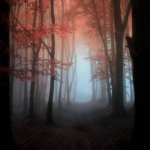 Раскраска таинственный лес #6 #517145