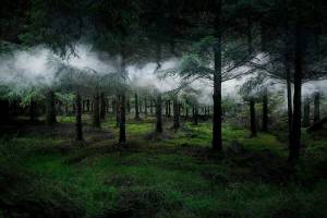 Раскраска таинственный лес #10 #517149