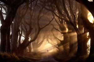 Раскраска таинственный лес #15 #517154