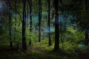 Раскраска таинственный лес #30 #517169