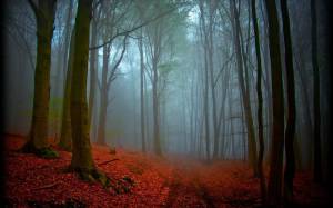 Раскраска таинственный лес #32 #517171
