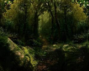 Раскраска таинственный лес #36 #517175