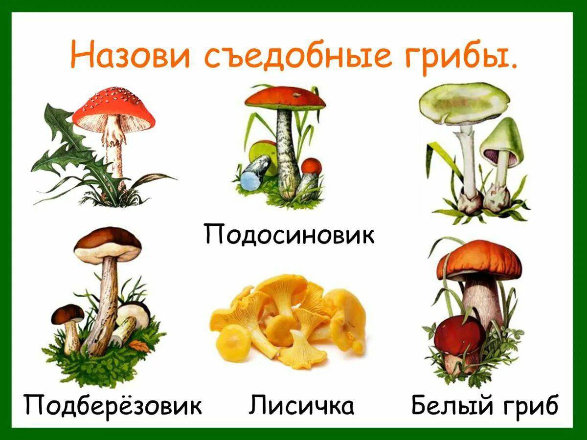 Съедобные грибы #4
