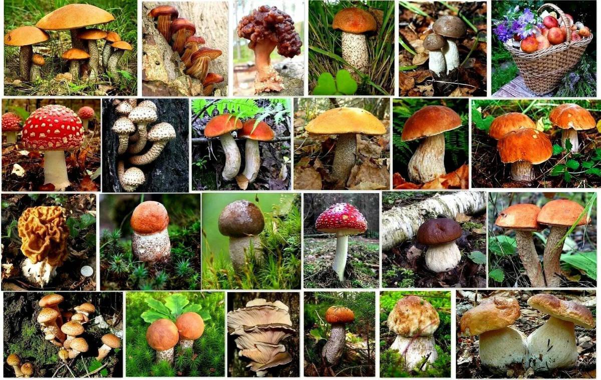 Съедобные грибы #6