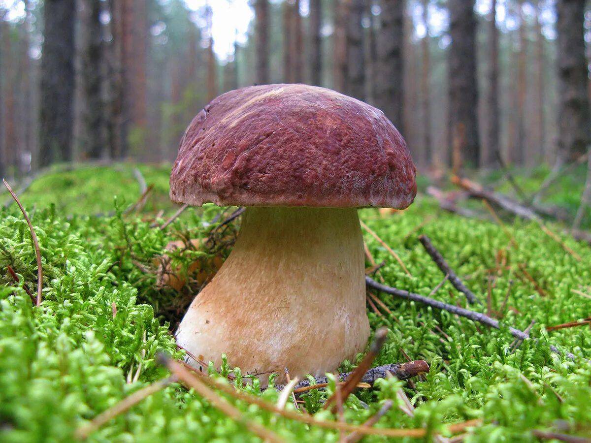 Съедобные грибы #8