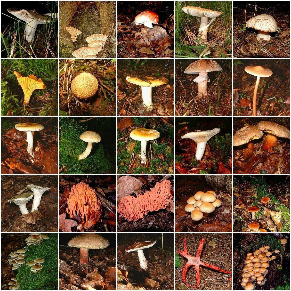 Съедобные грибы #9