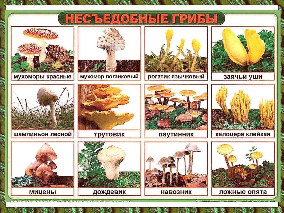 Съедобные грибы #10