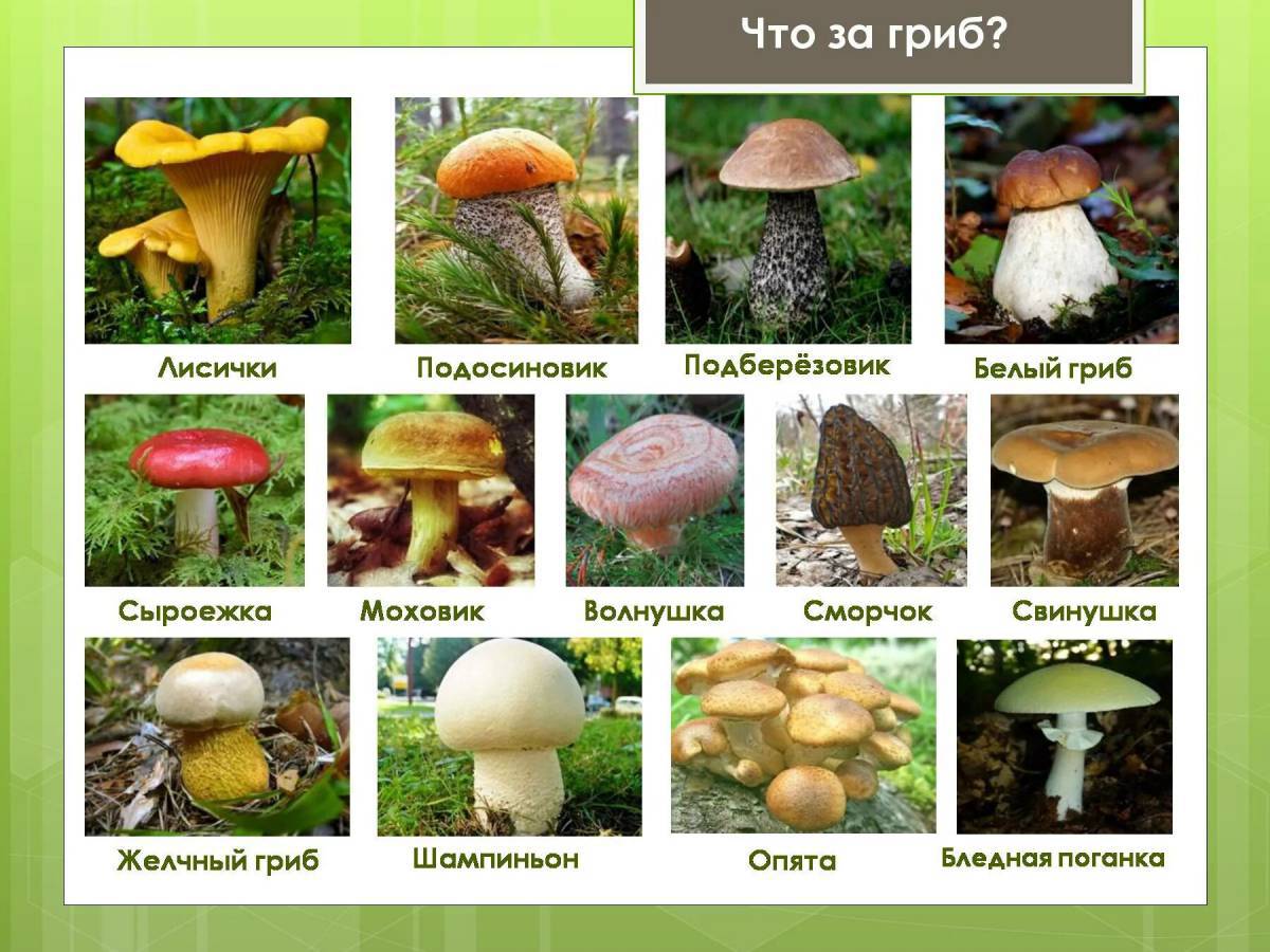 Съедобные грибы #11