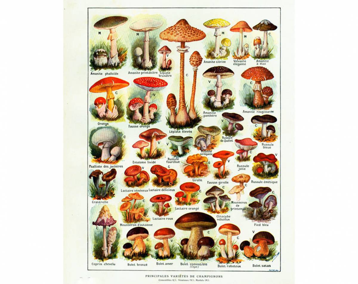Съедобные грибы #12