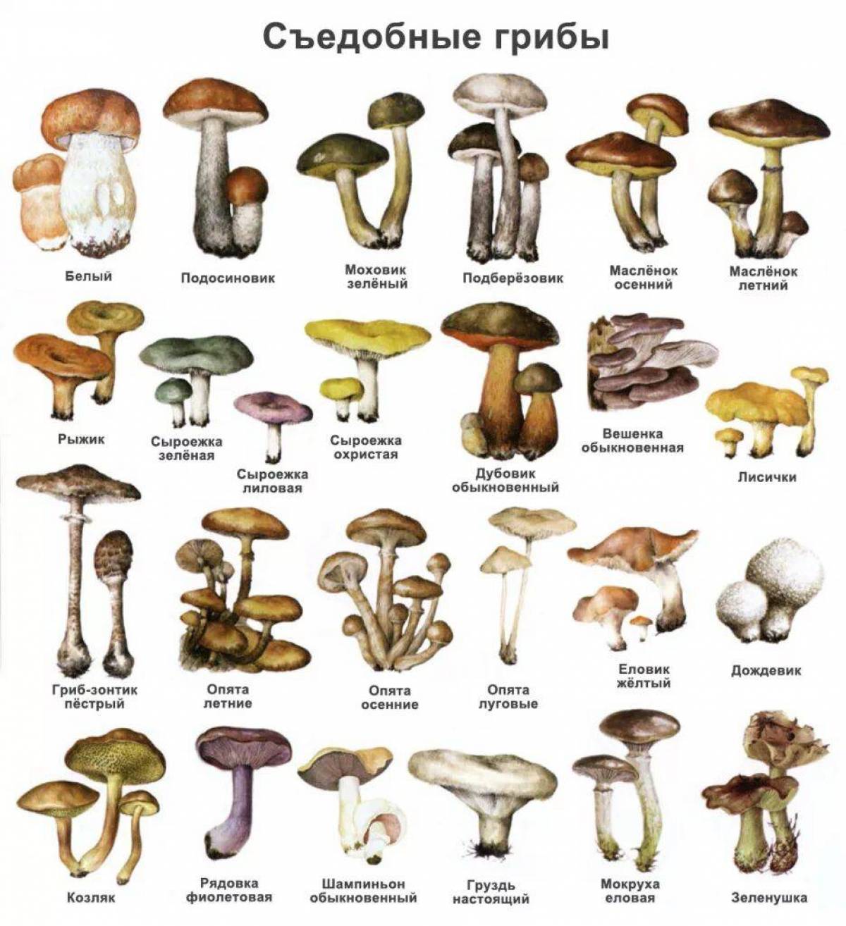 Съедобные грибы #13