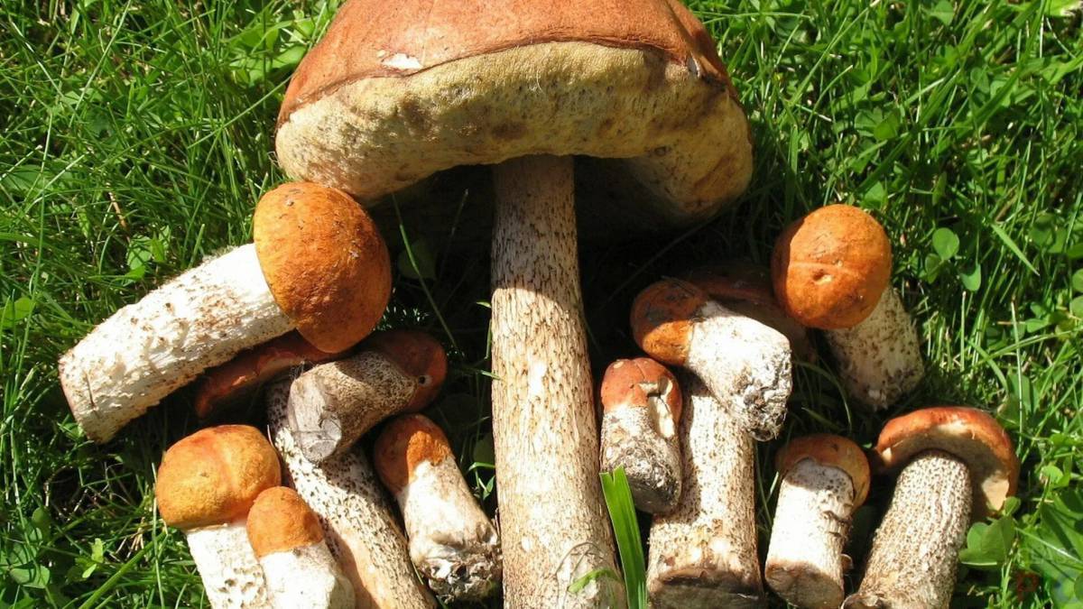 Съедобные грибы #17