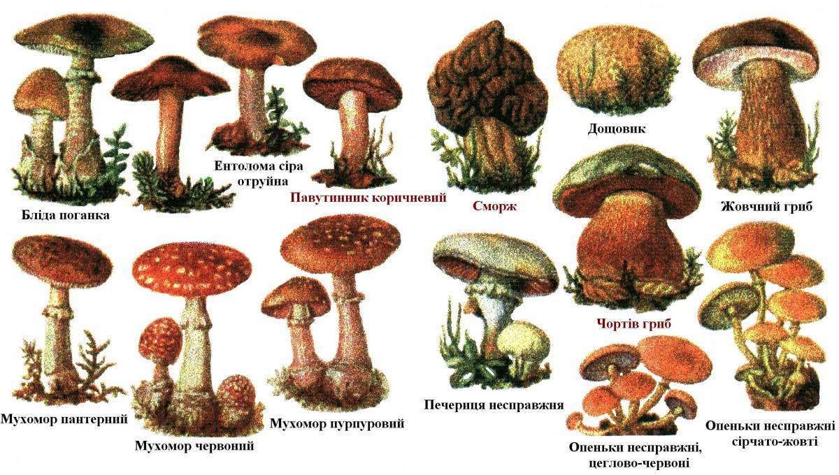 Съедобные грибы #22