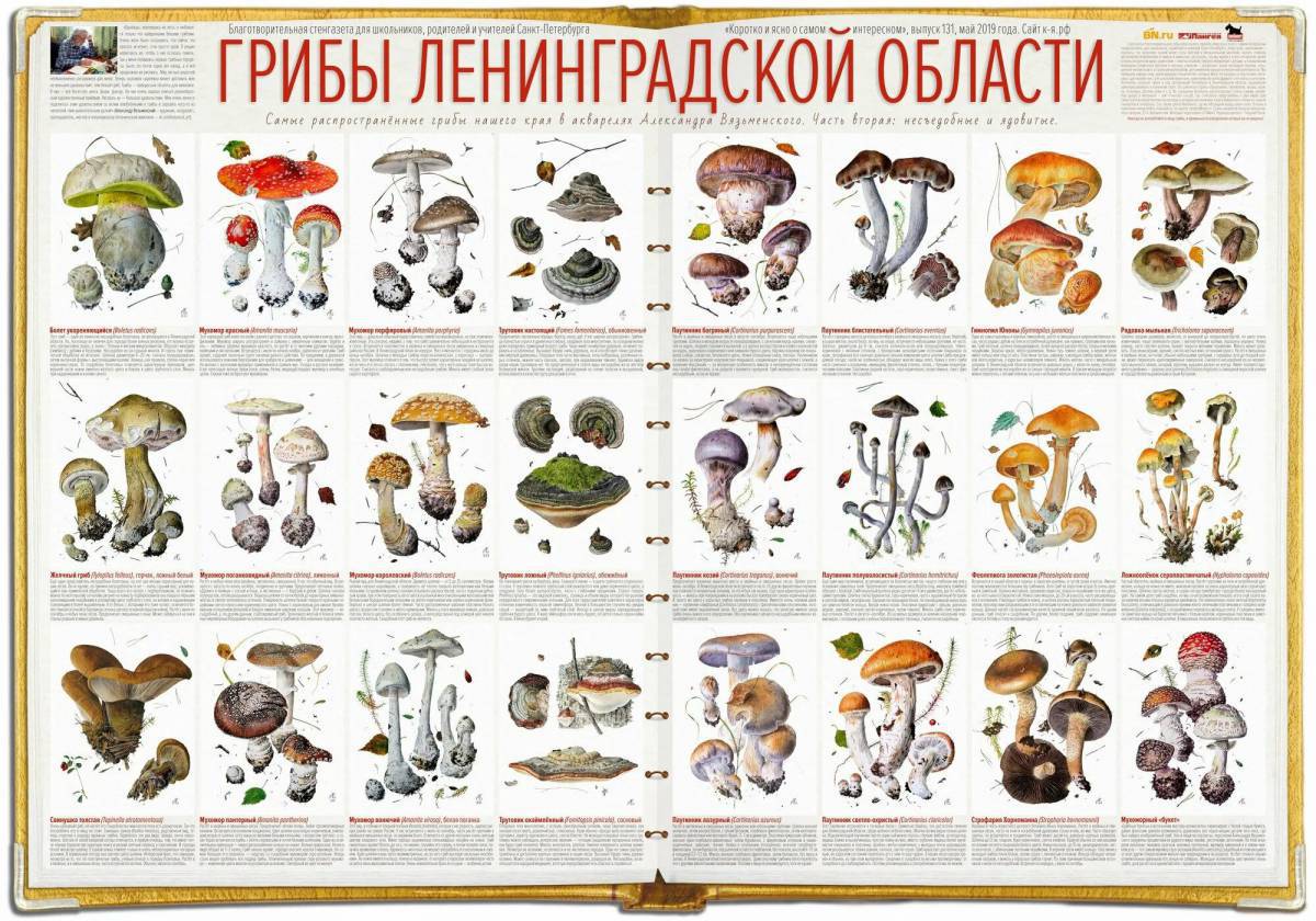 Съедобные грибы #23