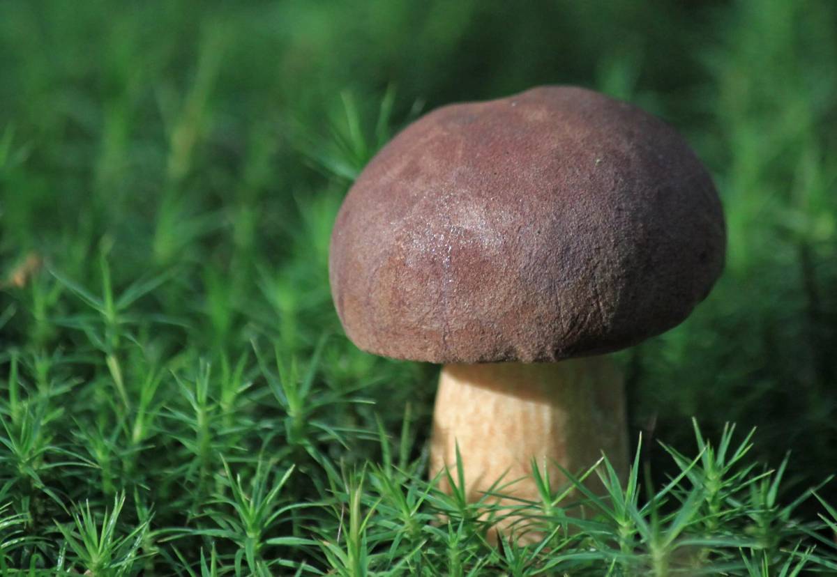 Съедобные грибы #25