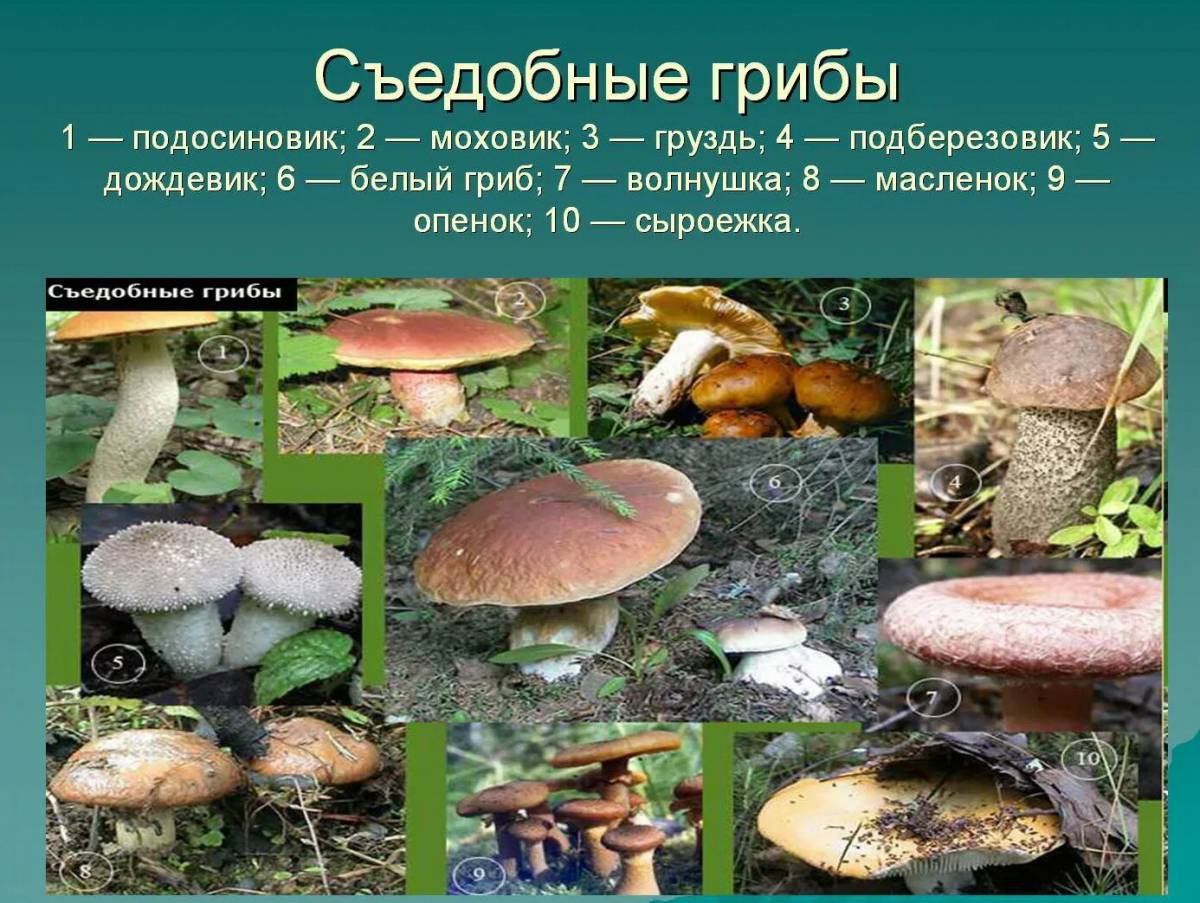 все виды съедобных грибов картинки