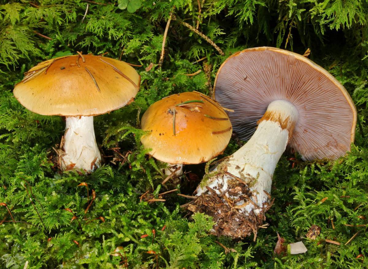 Съедобные грибы #28