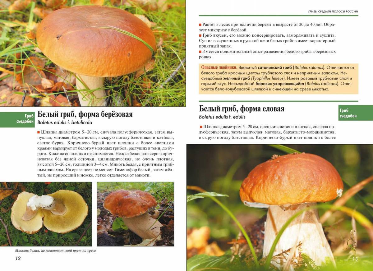 Съедобные грибы #30