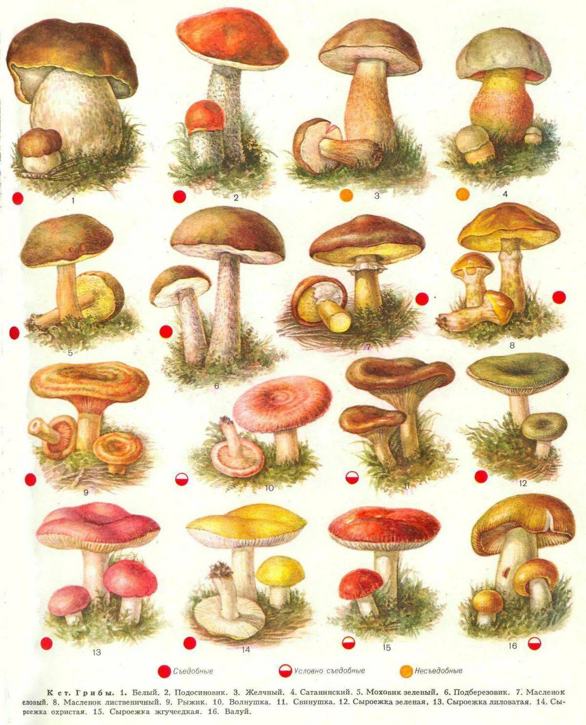 Съедобные грибы #34