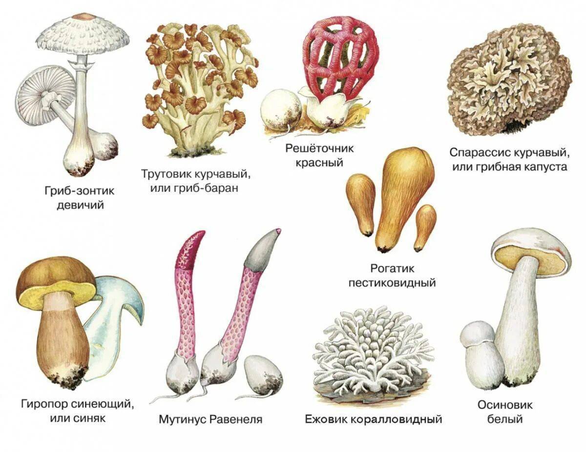 Съедобные грибы #37