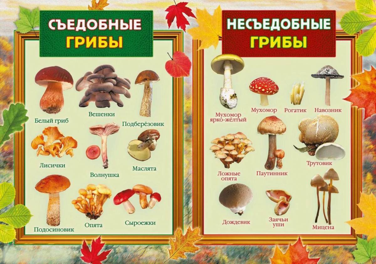 Съедобные и несъедобные грибы для детей #1