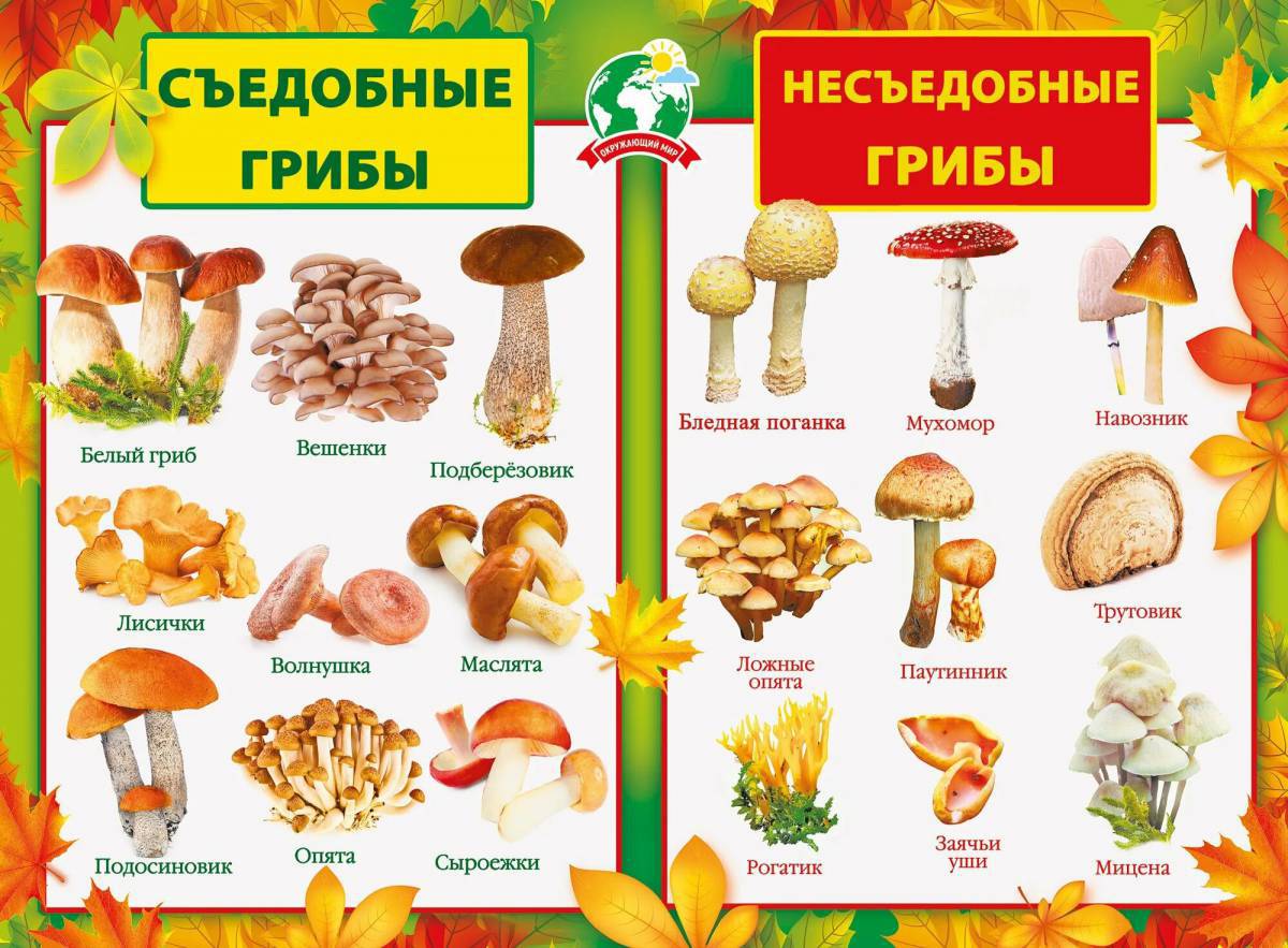 Съедобные и несъедобные грибы для детей #2