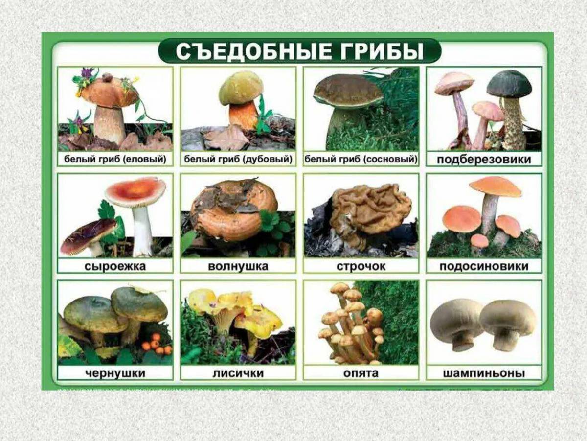 Съедобные и несъедобные грибы для детей #6